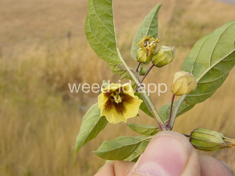 groundcherry, longleaf